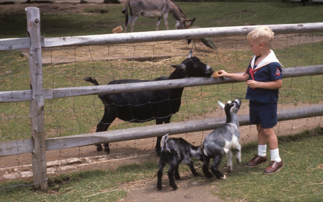 Friendly Farm, 1977